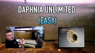 How I Raise Daphnia Water Fleas And You Can Too [upl. by Ruhtra]