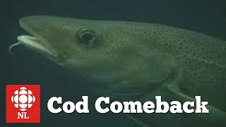 Cod Comeback in Newfoundland [upl. by Izmar513]