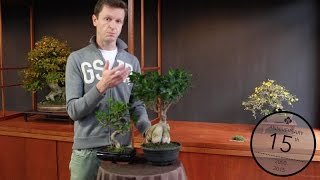 Ficus Bonsai care Teunis Jan Klein [upl. by Yevol561]