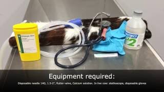 Hypocalcaemia in cattle intravenous IV injection practical [upl. by Scurlock13]