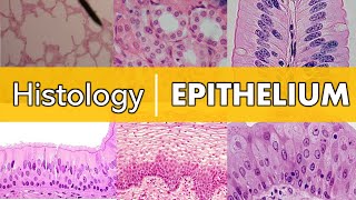 Histology  Epithelium [upl. by Atterg]