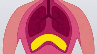 Les orifices du diaphragme [upl. by Gudrin320]