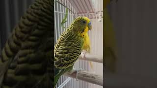 Parakeet small to medium sized species of parrot  Budgie [upl. by Wendall]