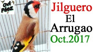 Canto del jilguero quotel arrugaoquot [upl. by Weihs]