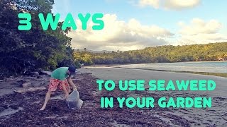 Three Easy Ways to Use Seaweed in Your Garden [upl. by Flight]