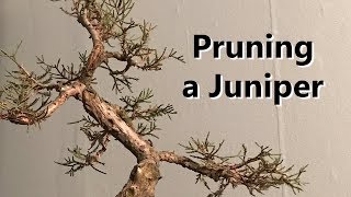 Winter Sessions Pruning a Juniper [upl. by Niak755]