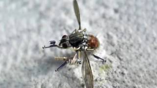 NANO SPY DRONE Mosquito Drone from U S Military [upl. by Naujid]