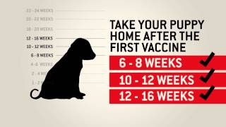 Understanding dog vaccinations  Purina [upl. by Suired]