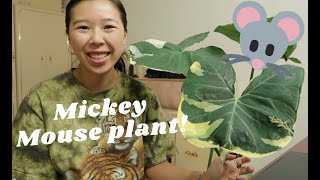 HOW TO CARE FOR XANTHOSOMA  MICKEY MOUSE PLANT [upl. by Baylor]