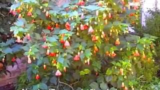 Abutilon hybrids  Chinese Lantern [upl. by Ennair]