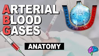 Respiratory System Anatomy  Arterial Blood Gas Part 1 [upl. by Yrtneg682]