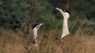 Save the Great Indian Bustard [upl. by Quincy679]