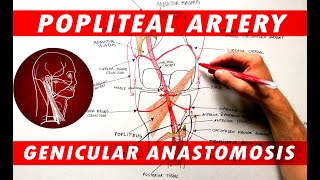 The Popliteal Artery branches amp genicular anastomosis [upl. by Meggs]