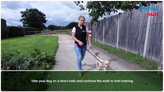 Non Pull Training Your Dog With The Halti OptiFit Headcollar [upl. by Noneek]