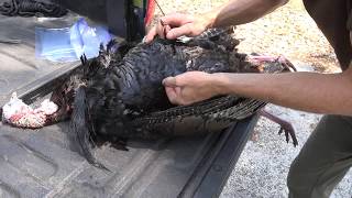 How To Clean A Wild Turkey No Waste The Easy Way [upl. by Laehcimaj511]