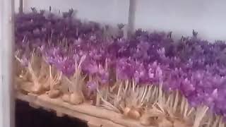 cultivation of saffron in greenhouses [upl. by Animsay]