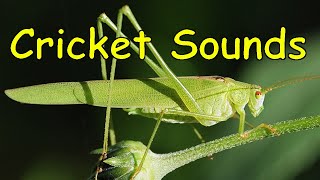 Cricket Sounds 3 different sounds [upl. by Yzzik]