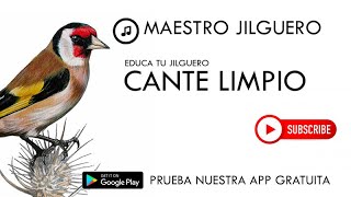 Jilguero  Cante Limpio [upl. by Namhcan]