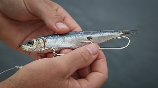 How To Rig Pilchards For Bait Fishing [upl. by Inama217]