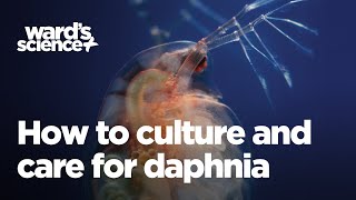 Caring and Culturing for Daphnia [upl. by Aiuqcaj255]