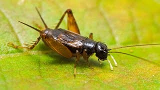 Loud Sounds of Crickets Chirping  HD Audio [upl. by Kaja]