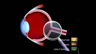 Structure de la rétine [upl. by Dorice850]
