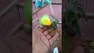 BirdBusinessHighIncomeIdeas ProfitableBirdsPetBirds Entrepreneurship SideHustle YouTubeShorts [upl. by Luht]