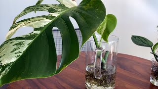 How To Move Houseplant Cuttings from Water to Soil  Monstera Albo [upl. by Boutis]