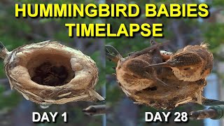 Allens Hummingbird Babies from Hatching to Fledging the Nest [upl. by Airdnaxila]