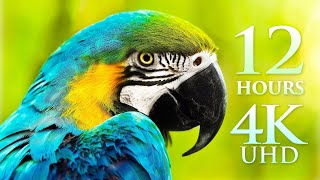 12 HOUR 4K FILM quotSplendors of Naturequot Planet Earths Wonders by Drone Land amp Sea  4K UHD No Loops [upl. by Aiveneg181]