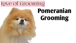 Grooming a Pomeranian [upl. by Yrreg980]