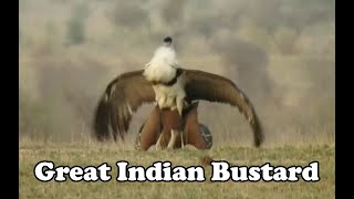 Great Indian Bustard Mating [upl. by Cartwell649]