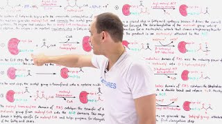 Fatty Acid Synthesis [upl. by Jarrett]