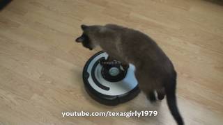 Cat shows HOW TO use iRobot Roomba Vacuum [upl. by Noli596]