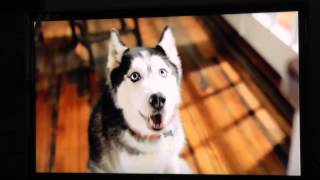 Purina Petfood Commercial Starring Mishka the Talking Husky [upl. by Imena]