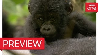 Silverback dad defends baby mountain gorilla  Animal Babies Episode 3 Preview  BBC [upl. by Sitnik647]