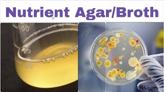 Nutrient Agar Composition and Uses [upl. by Chryste825]