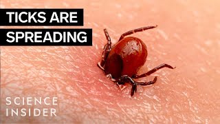 Why Ticks Are So Hard To Kill [upl. by Atnuahsal]