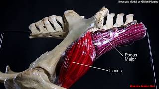 Horse Pelvic Muscles  The Iliopsoas group [upl. by Ahern]