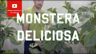 All you need to know about Monstera Deliciosa [upl. by Ekalb]