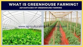 Greenhouse Farming Advantages of Greenhouse Farming [upl. by Soinski]