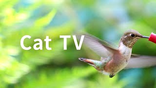 Cat TV 2020 5 Hours Hummingbirds Beautiful Birds for Cats to Watch Nature Sounds [upl. by Wiggins]