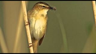 Sedge Warbler Bird Call Bird Song [upl. by Nomyad]