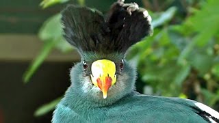 Great Blue Turaco  Exotic Birds [upl. by Mcneil]