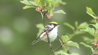 Chestnutsided Warbler [upl. by Aneeb]