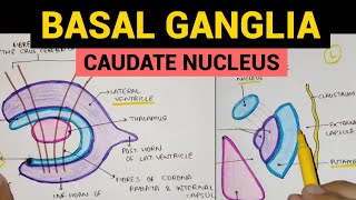 Basal Ganglia  1  Caudate Nucleus [upl. by Natsuj]