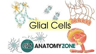 Glial Cells  Neuroanatomy Basics  Anatomy Tutorial [upl. by Quillan923]