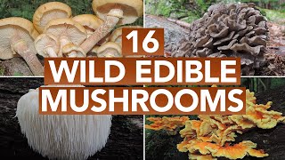 16 Wild Edible Mushrooms You Can Forage This Autumn [upl. by Byrd961]