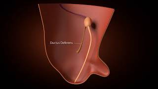 Development of inguinal Canal [upl. by Gaddi]