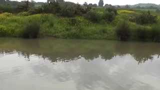 The Walk Around Hall Lane Fisheries Bessies [upl. by Cadmann]